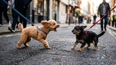 犬が他の犬に対して攻撃的な反応を示す理由：それは「意地悪」だからではない