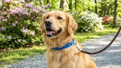 犬のリードの長さはどれくらいが適切か：専門家のアドバイス