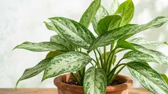 ストレスフリーのアグラオネマ：簡単なステップバイステップの手入れ