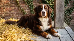 番犬として最適な犬種：あなたにぴったりの犬種はどれ