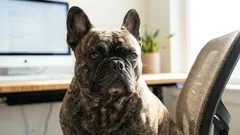 フレンチ・ブルドッグが頻繁におならをする理由:主な原因は意外なもの