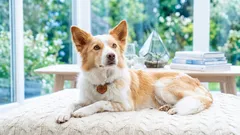 犬用ベッドと犬用ブランケット:自宅用と旅行用、どちらが適しているか