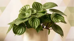 アレルギーのある人が自宅で育てられる植物：花粉だけが問題ではない