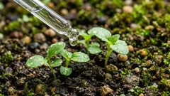 化学物質不使用の手作り肥料：室内植物や庭の植物に本当に効果的なもの