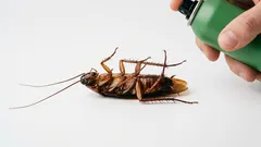 ゴキブリを根絶やしにする：実践で実証済みの超便利な裏ワザ