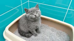 猫砂の処分：正しい方法で行っていますか