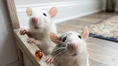 ネズミが恐れるある成分：家からネズミを追い出す簡単な方法