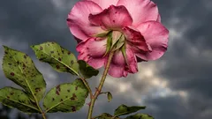 近くに別の花を植えてもバラには影響ありません：どの花を選ぶべきか