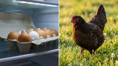 自宅の庭で鶏を飼うか、店で卵を買うか：どちらが本当にお得か