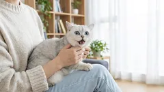 猫は膝の上に乗るのが好きじゃない――それは性格の問題ではない