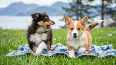 社会化は単なる遊びではない：犬の行動を形作る過ち